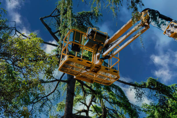 Best Tree Preservation Services  in Hewitt, TX